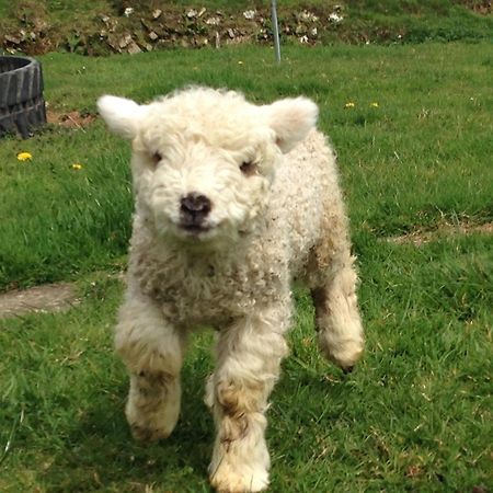 Rivendell Farm By Wigwam Holidays Carmarthen Eksteriør bilde