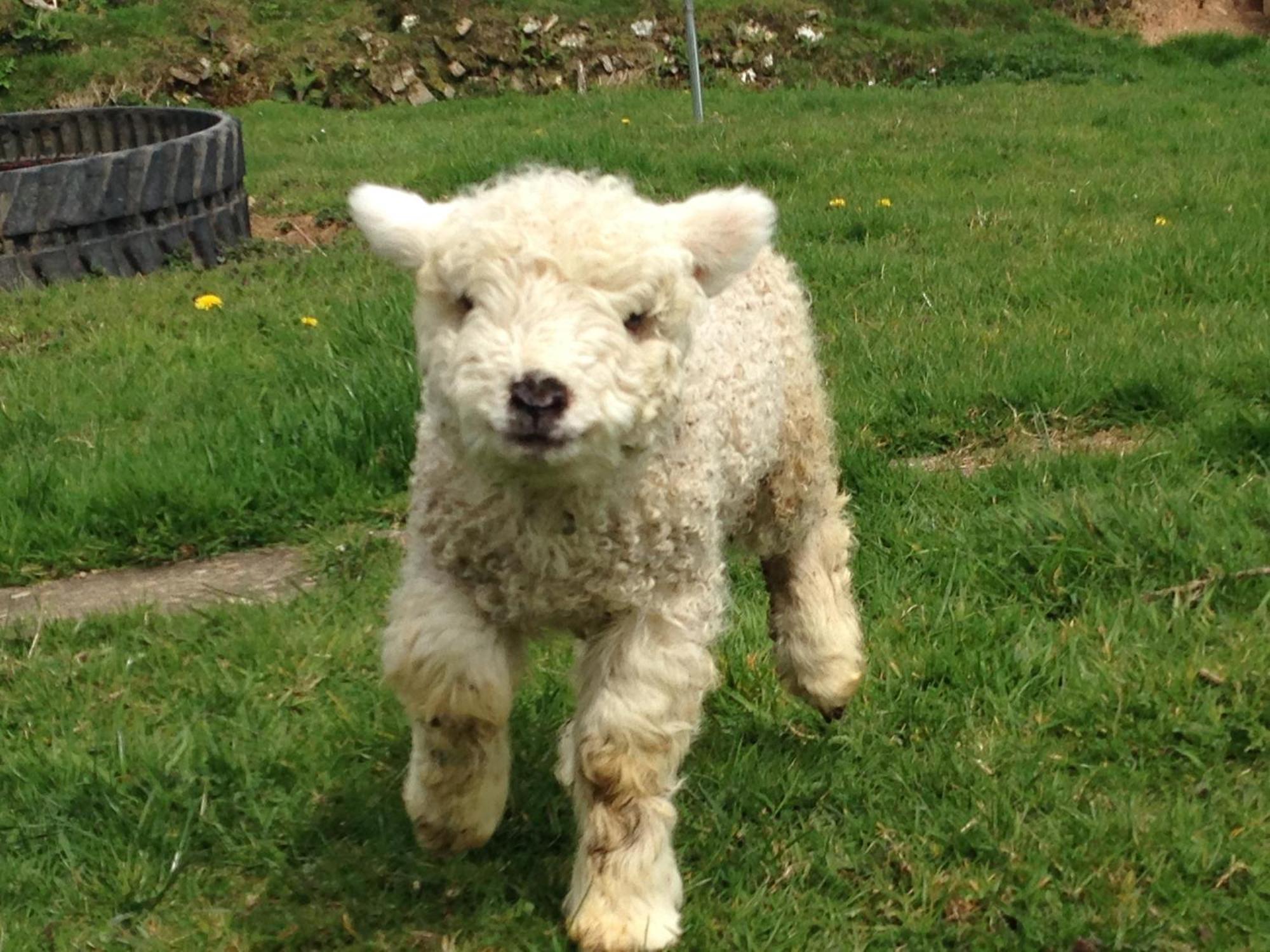 Rivendell Farm By Wigwam Holidays Carmarthen Eksteriør bilde